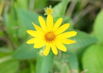 A close view of the bright yellow flower in the garden.