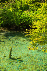 クロアチア　プリトヴィツェ湖群国立公園の澄んだエメラルドグリーンの湖