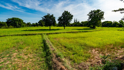 Fototapeta na wymiar Thailand Farmlands 