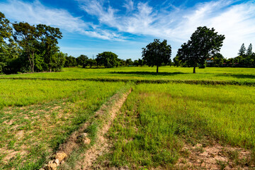 Obraz premium Thailand Farmlands 