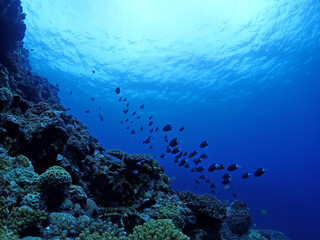 Fototapeta na wymiar 恩納村海底のサンゴ（沖縄）