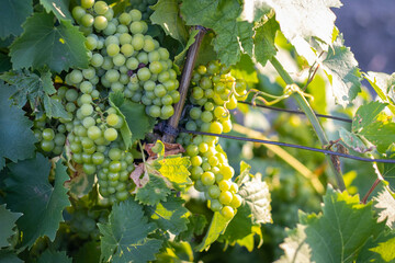 Bunches of grapes, leaves and branches at sunset on a grape field in Crimea