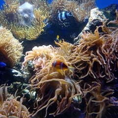 Naklejka na ściany i meble Coral reef, anemones and a clown fish