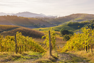 Vineyards and winery among hills, countryside landscape