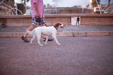 New York City Dog Walker. Animals and their owners on the streets of the big city. The dogs on the streets of NYC. 