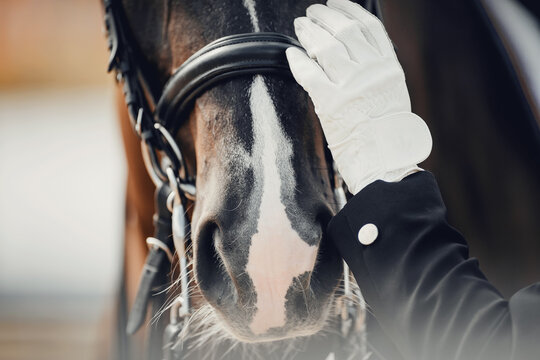 A close-up of the horse's nose and the rider's gloved hand. Dressage horse. - Powered by Adobe