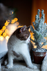 British Shorthair cat on colorful bokeh light background