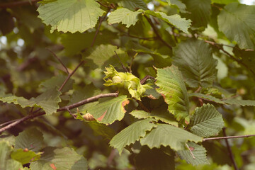 Green hazelnuts are growing on the tree.