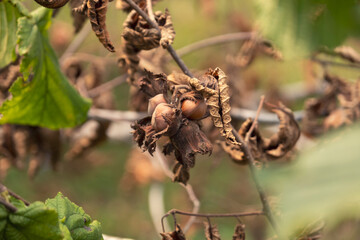 Fresh hazelnuts on a tree branch.