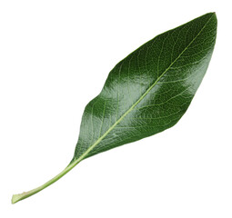 Fototapeta na wymiar Green pear tree leaf isolated on white