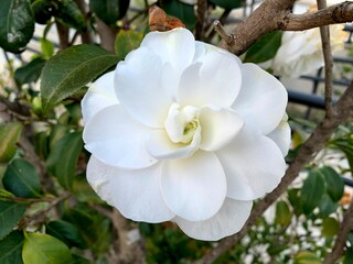 white flowers of a rose