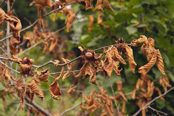 Farmer show green hazelnuts. Tree with hazelnuts in Ordu, Turkey