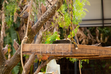 Algumas aves sendo criadas soltas no quintal.