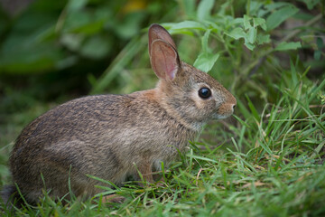 Naklejka na ściany i meble close up of a rabbit surrounded with grass