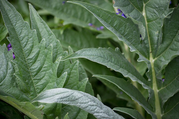 cardoon leaves (cynara cardunculus) in a garden