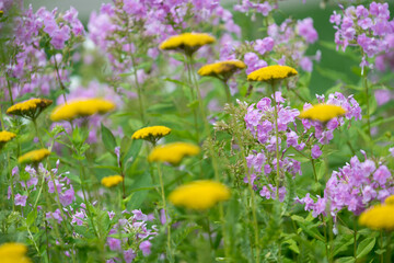 field of yarrow (yellow flowers on stalks) and phlox (pink flowers) - cloudy skies 