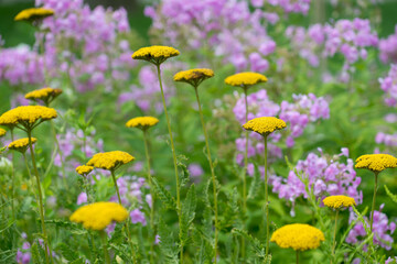 field of yarrow (yellow flowers on stalks) and phlox (pink flowers) - cloudy skies 