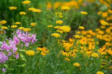 field of yarrow (yellow flowers on stalks), phlox (pink flowers) and out of focus rudbeckia in a garden - cloudy skies 