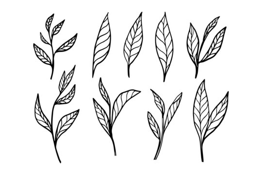 Organic plant tea leaves in a vector sketch for a drink combination