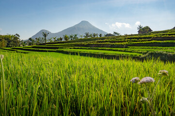rice field in the mountains, Penanggungan Mountains of East Java