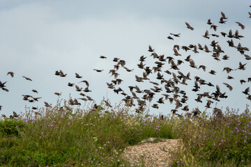 a flock of starlings flying over wild flowers 