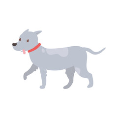 dog pet walking