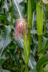 close up of corn silk on a sweetcorn plant growing in the summer sunshine