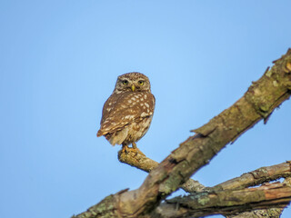 Little owl a small owl with a flat topped head a plump compact body and short tail and a stern expression perched on a branch looking behind him