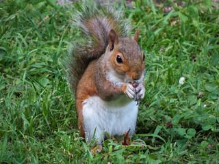 cute grey squirrel eating a jostaberry