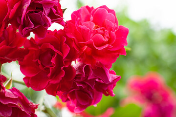 Blossom branch close up of beautiful red rose flowers with green leaves and copy space on green blurred background. Nature plant perfume aromatherapy and tea concept