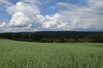 A field of oats under a cloudy sky, Sainte-Apolline, Québec, Canada