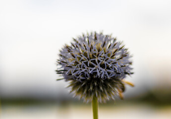 Kwiat © Rafal Kopec Photo 