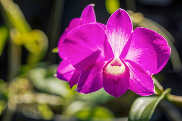 Close up of pink color Dendrobium Orchids plant blossom in flower garden