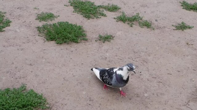 The dove walks on the ground looking for food. Bird.