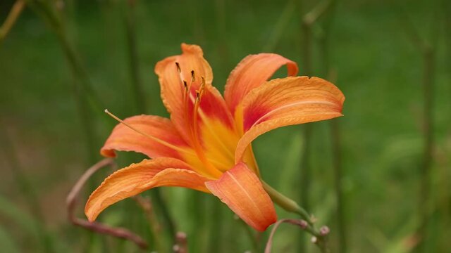 An orange lily moves in the wind. Blurred background. Flower.