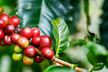 Obraz premium Group of red Arabica coffee berries getting ripe on coffee tree branch