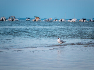 mouette au bord de la plage