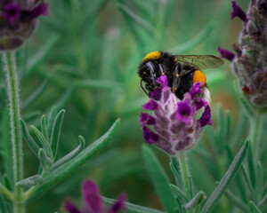 bumblebee on a flower