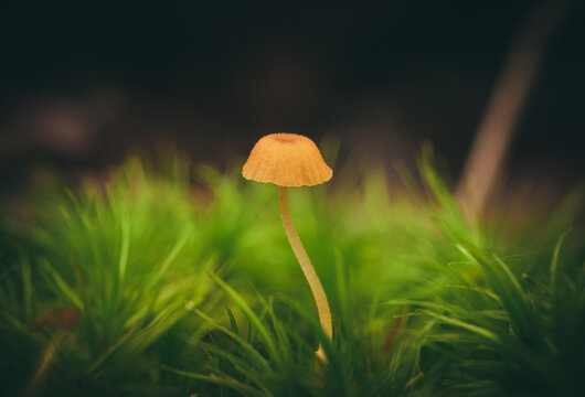 Selective focus shot of a mycene mushroom