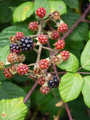 Wild blackberry brambles in nature