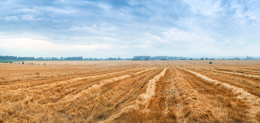 panoramic view of the field with wheat stubble and strips after harvest