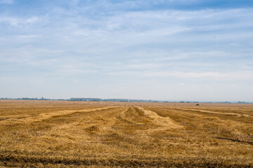 Recently harvested wheat field with blue sky