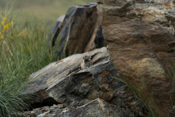 Pika (Ochotona princeps)- Jasper National Park, Alberta