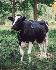 Naklejka na ściany i meble cow in a forest