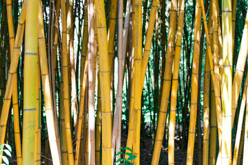 bamboo grove close up background