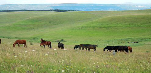 horses graze in the meadow herds