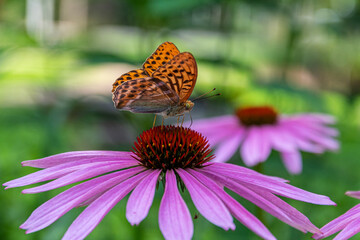 Marbled fritillary sitting on the Eastern purple coneflower. Beauty big butterfly.