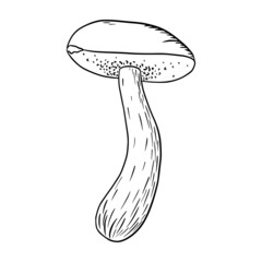 Boletus Illustration. Line art edible mushroom icon for logo, emblem, prints, stickers, coloring worksheets, menu design and decoration