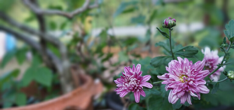 The beautiful purple flower is called the ten-pointed star