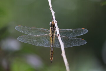 dragonfly on a twig